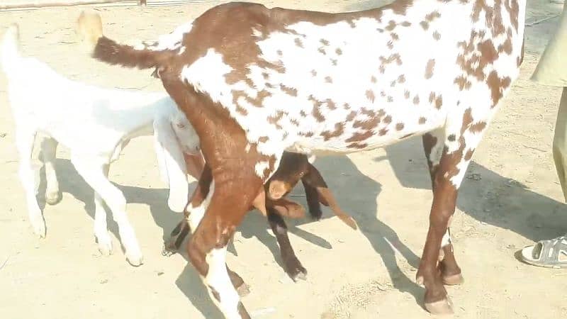 Makkah chini Bakri our 2 Bacchon Ka Sath for sale Call Me _03258956386

                                                            alt=