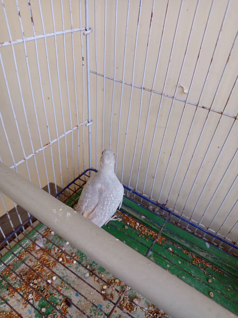 Dove birds

                                                            alt=