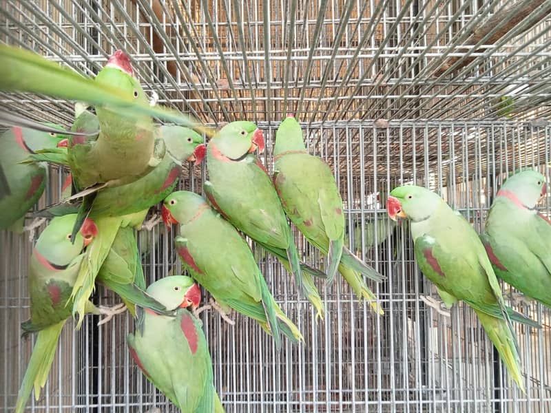 Wildlife Registered Alexandrine Raw Parrot

                                                            alt=