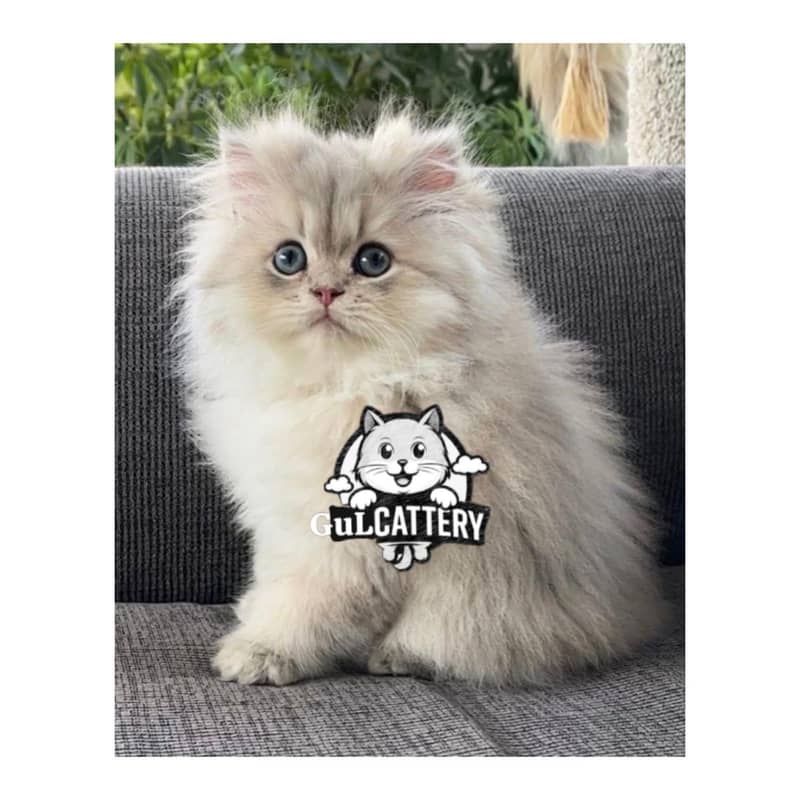 Best Quality persian kitten / CASH ON DELIVERY

                                                            alt=