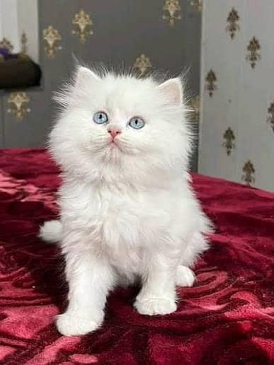 Persian cats My WhatsApp 03257448377 @+52

                                                            alt=