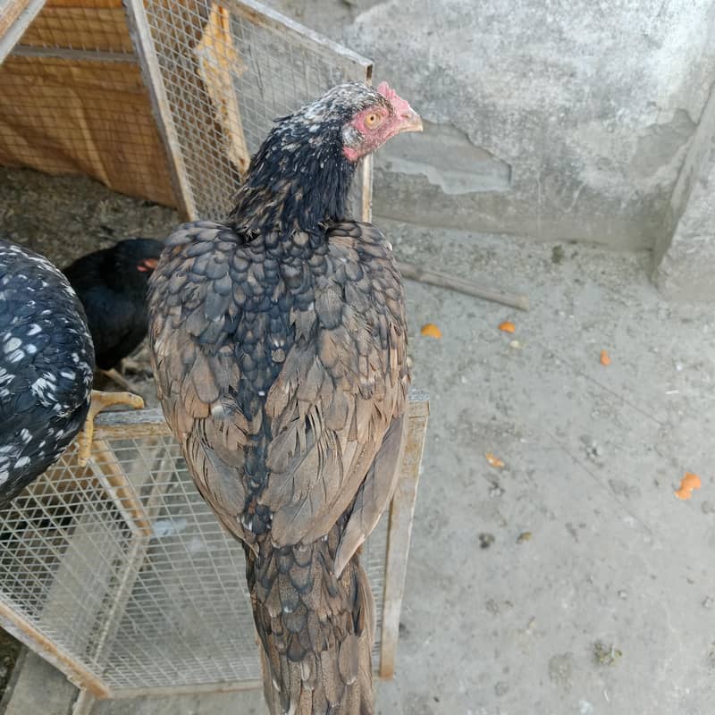 shajeri Aseel pathi

                                                            alt=