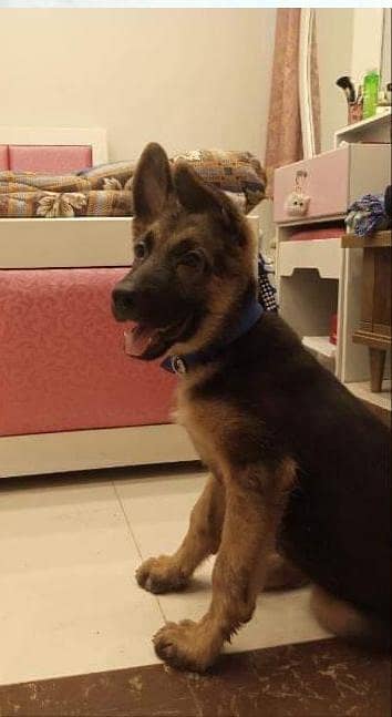 Rare breed K9 looking German shepherd

                                                            alt=