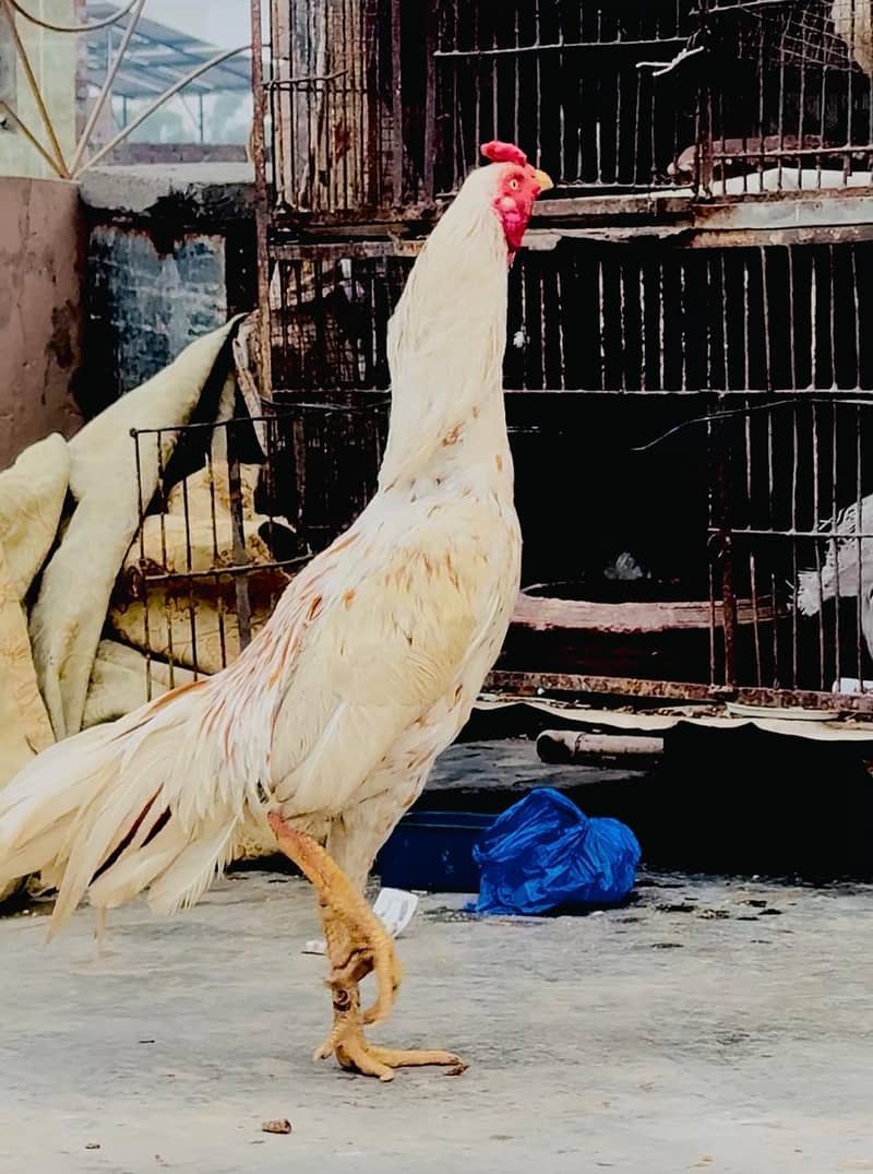 Peela aseel / high quality mianwali aseel/pure aseel murgha

                                                            alt=