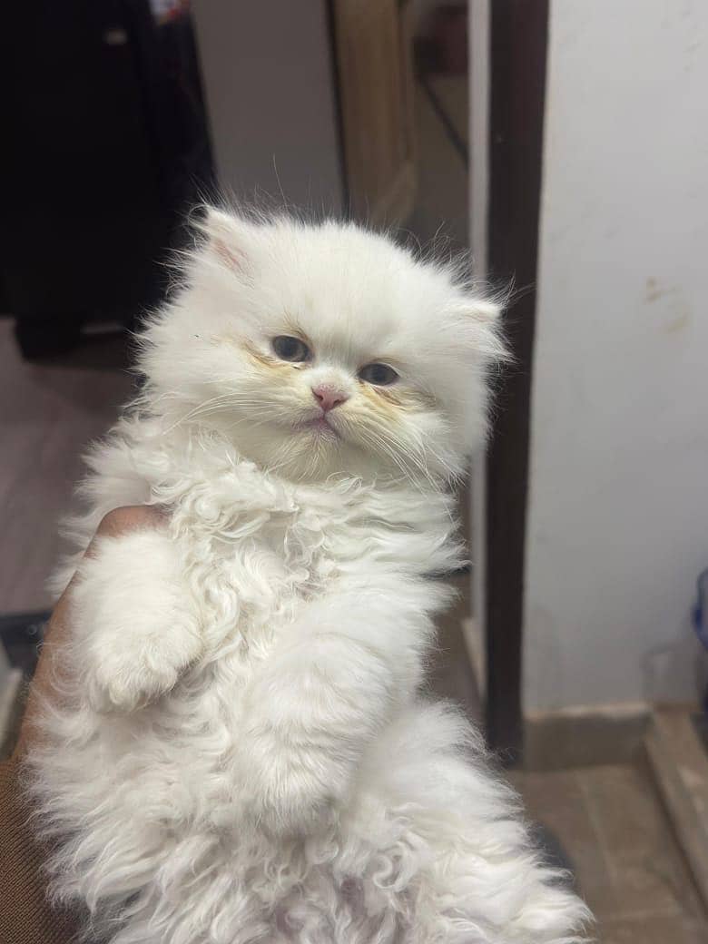 Persian kittens|triple Coated|Punch Face kittens |cute |white Cats

                                                            alt=