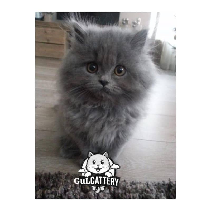 Best Quality persian kitten / CASH ON DELIVERY

                                                            alt=