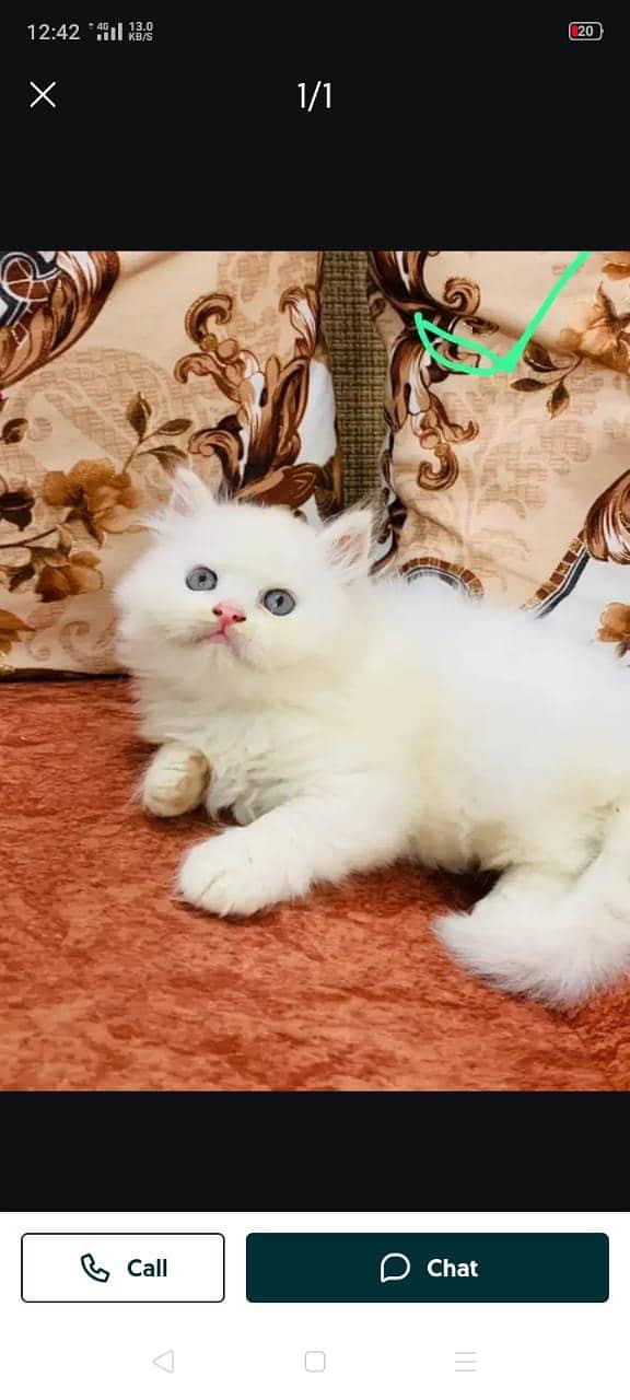 Persian cat for sale my WhatsApp number 0370-36-59--905

                                                            alt=