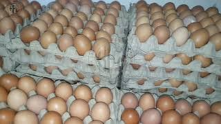 Fresh Desi Eggs | Lohman Brown Eggs |  Non-fertile Eggs

                                                            alt=