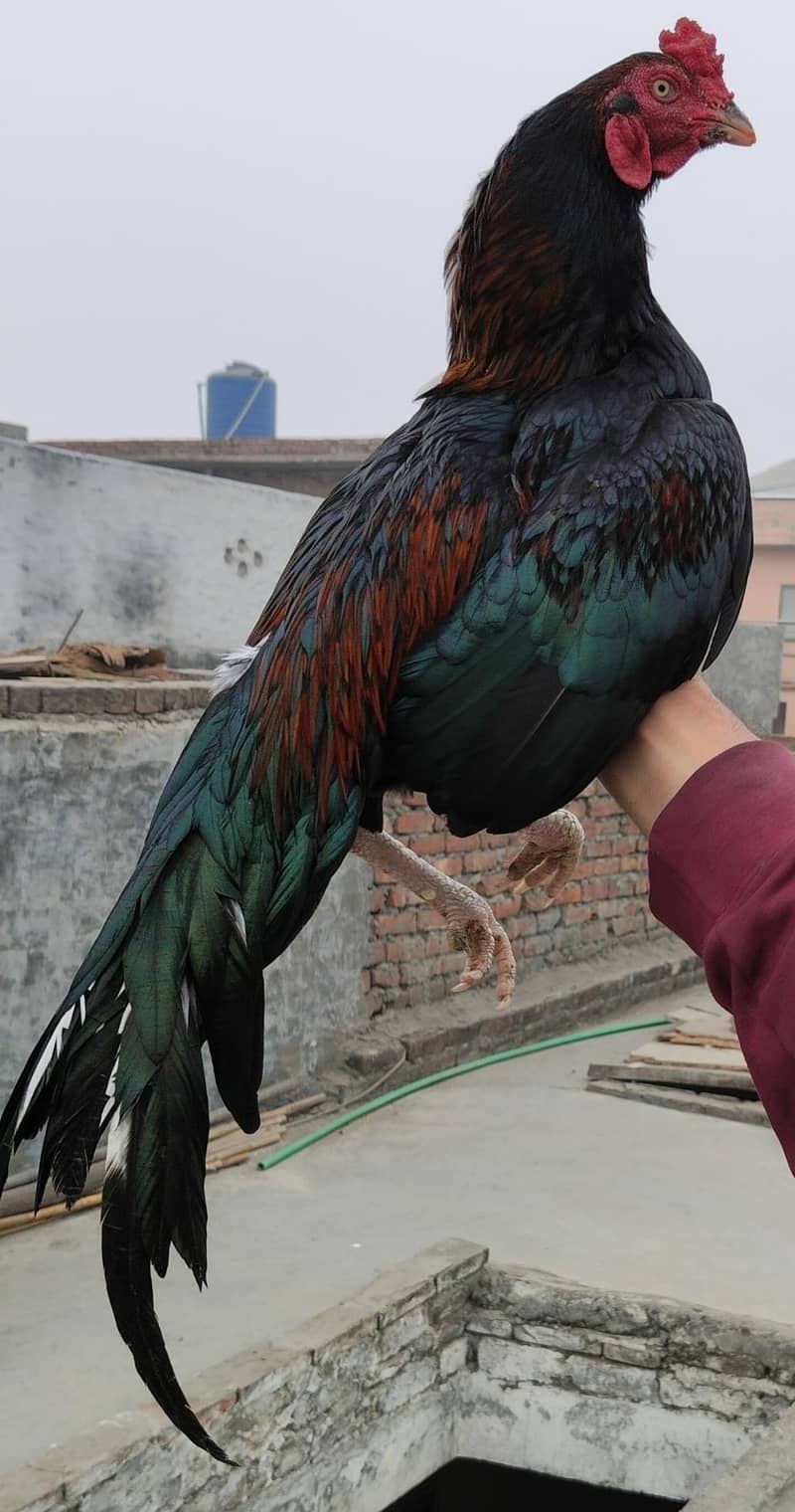 Aseel Mianwali / Mushka Lasai / Aseel /  Eggs lying hens for sale

                                                            alt=