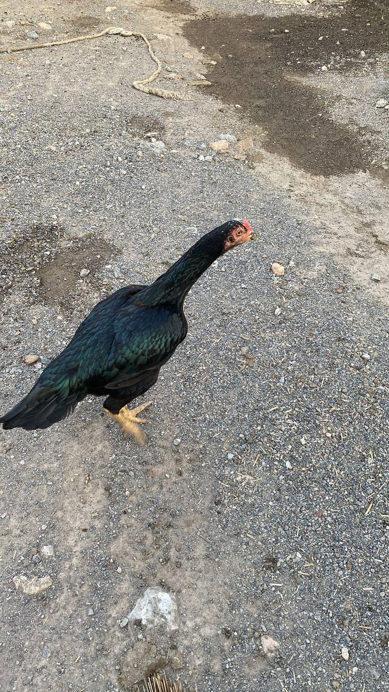 aseel checks

                                                            alt=