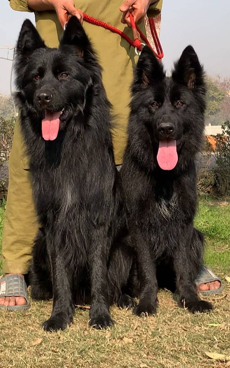 black German Shepherd long coat pair for sale

                                                            alt=