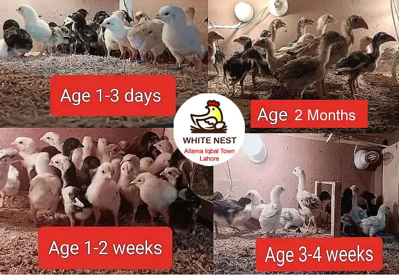 Aseel Chicks of Mianwali Lasani Lakha Jawa Mushka Heera, Fertile Eggs

                                                            alt=