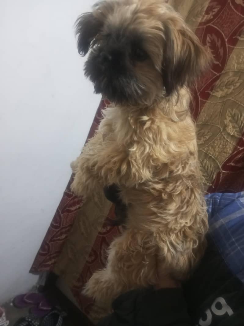 shihtzu puppy for sale shihtzu dog shihtzu puppy

                                                            alt=