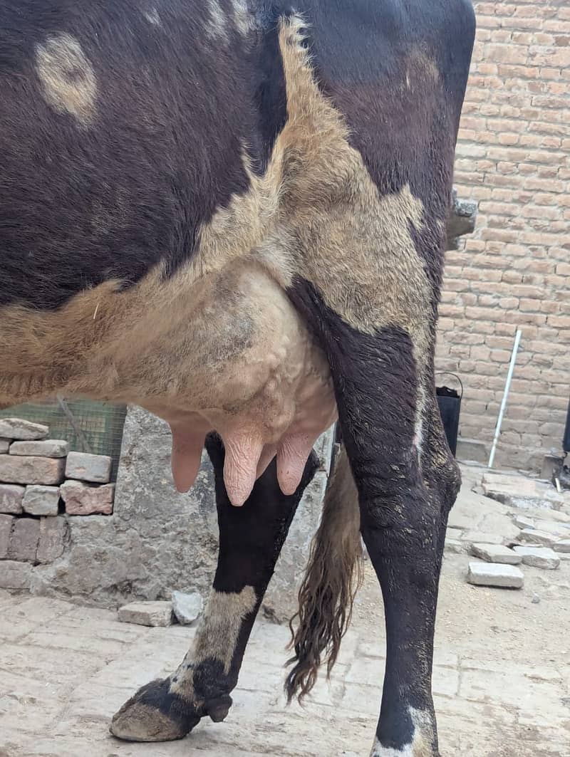 Australian milking cow 22kg milk

                                                            alt=