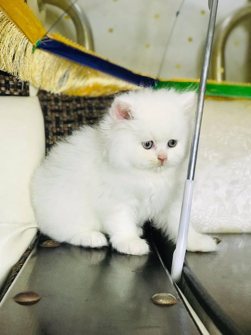 white Persian kitten|Triple long coated|punch Face|Blue Eyes kittens

                                                            alt=