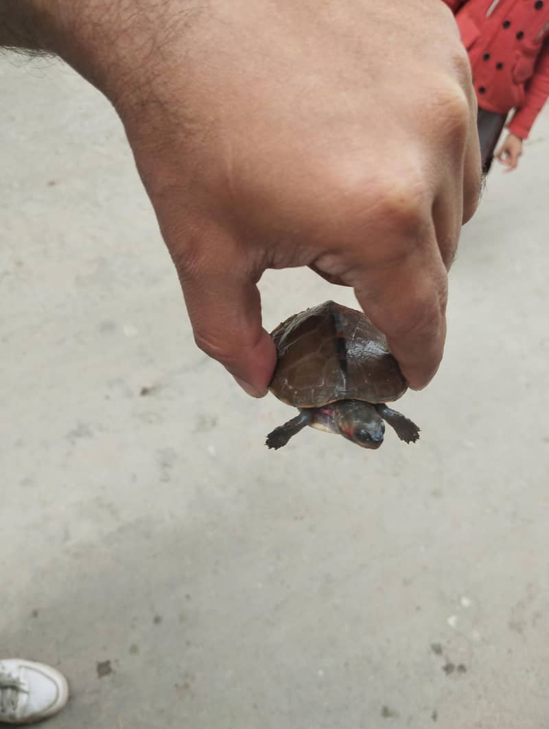 Turtle 

                                                            alt=