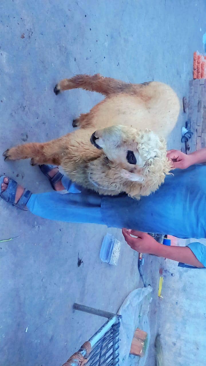 mundray dumbay

                                                            alt=