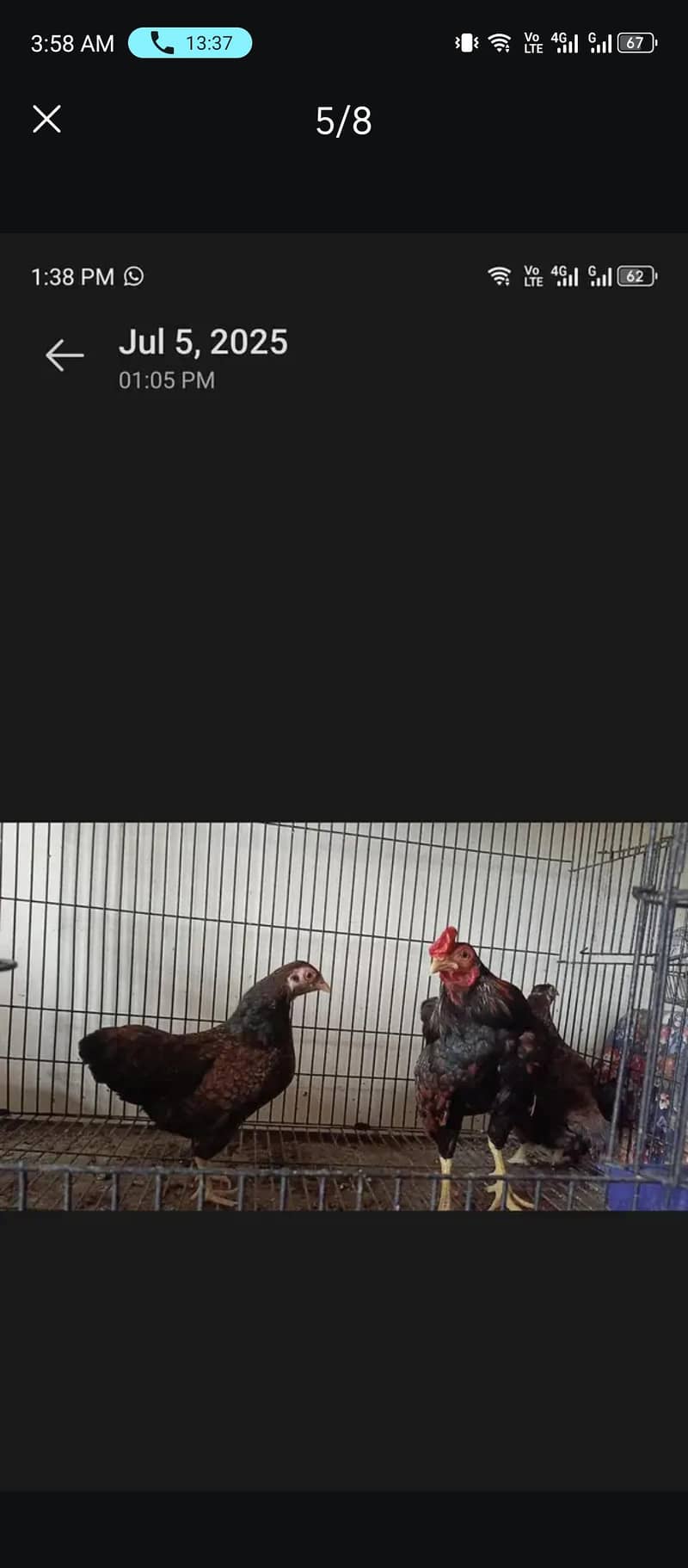 indian game hens

                                                            alt=