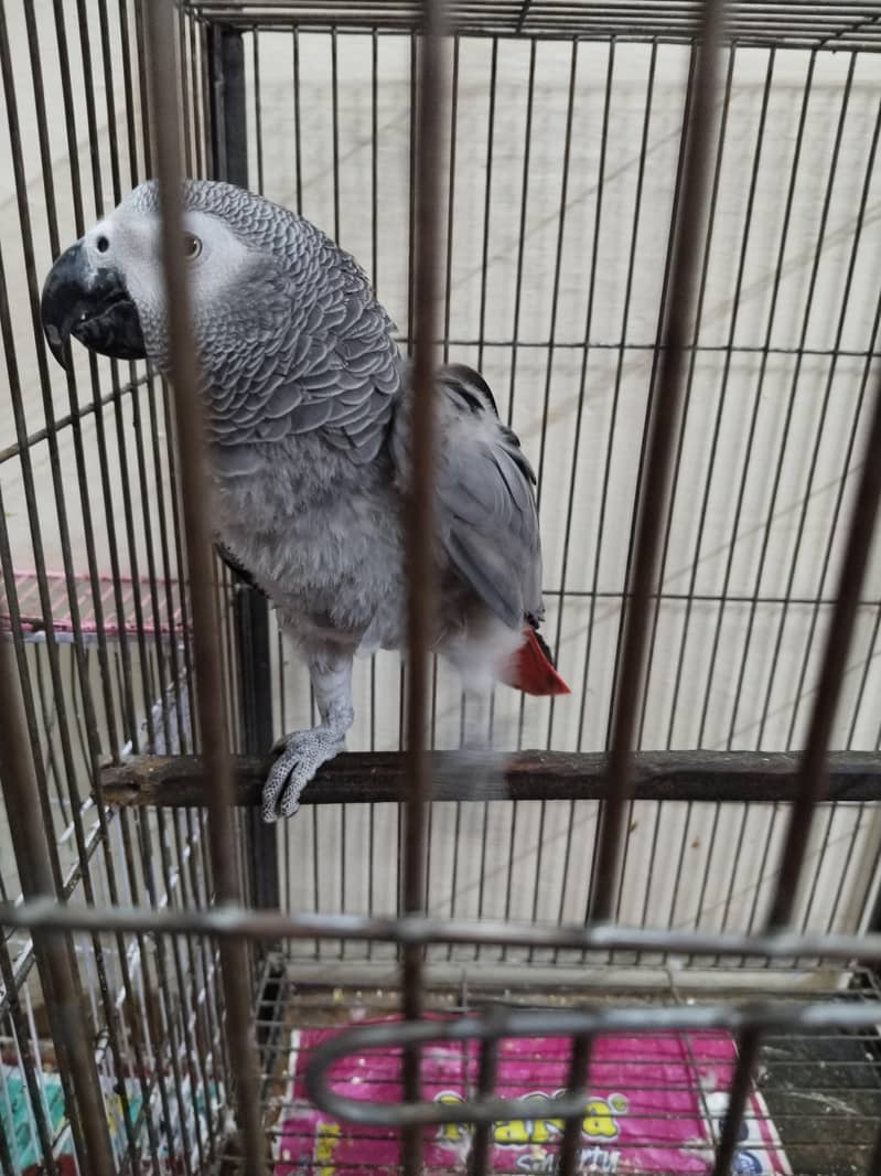 African Grey , Gray Parrot , Parrot Hand tamed available for sale

                                                            alt=