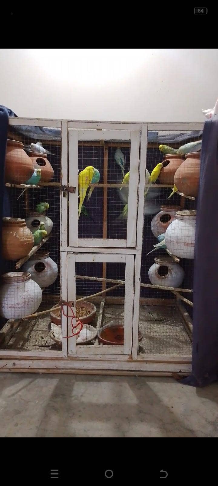 Australian rainbow budgies 

                                                            alt=