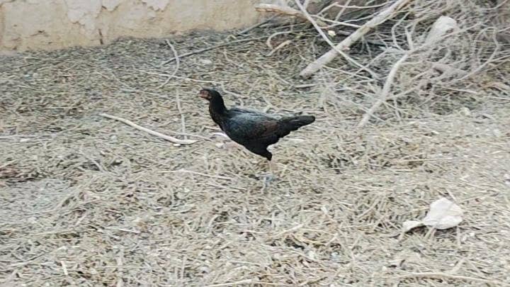 دیسی مرغی 3

                                                            alt=