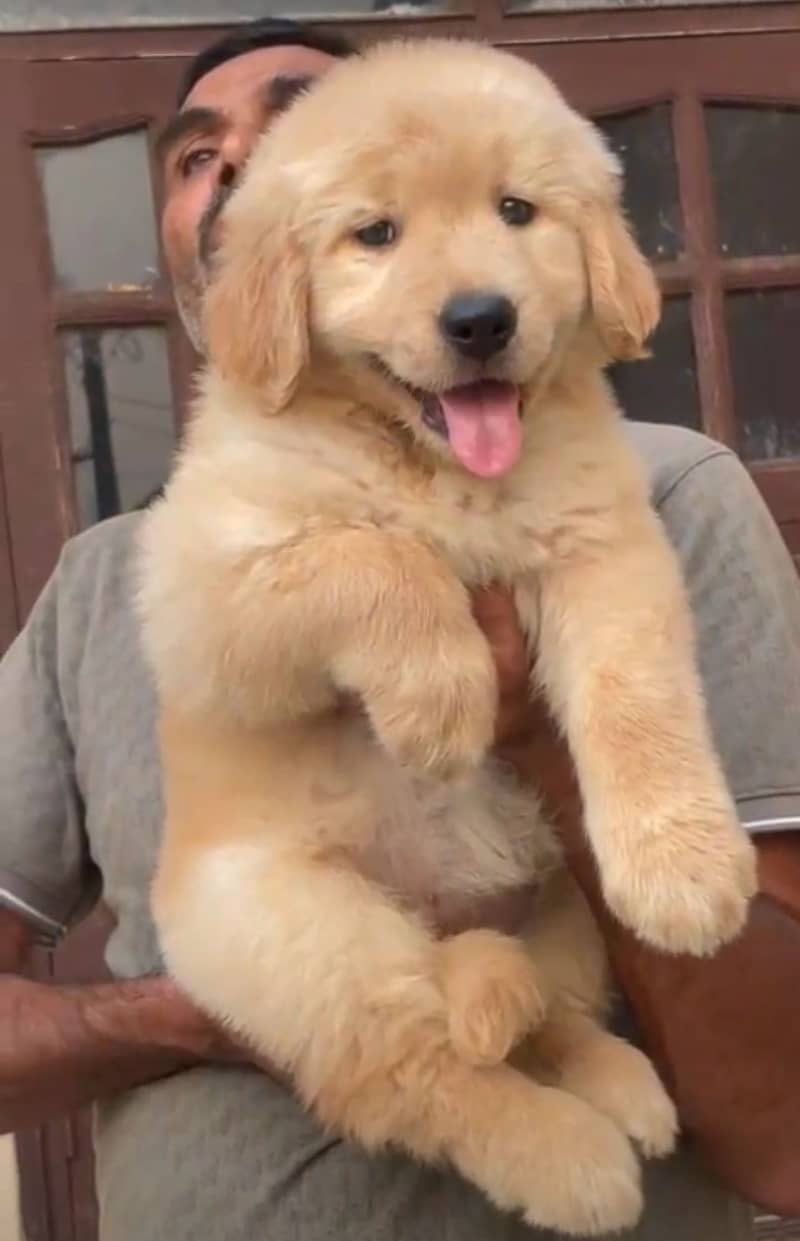 golden retriever puppy for sale

                                                            alt=