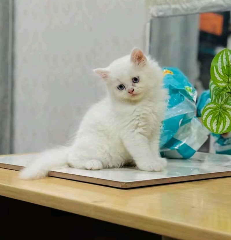 Persian cat 2 month age My WhatsApp number 0301=35.64. 795for sale

                                                            alt=