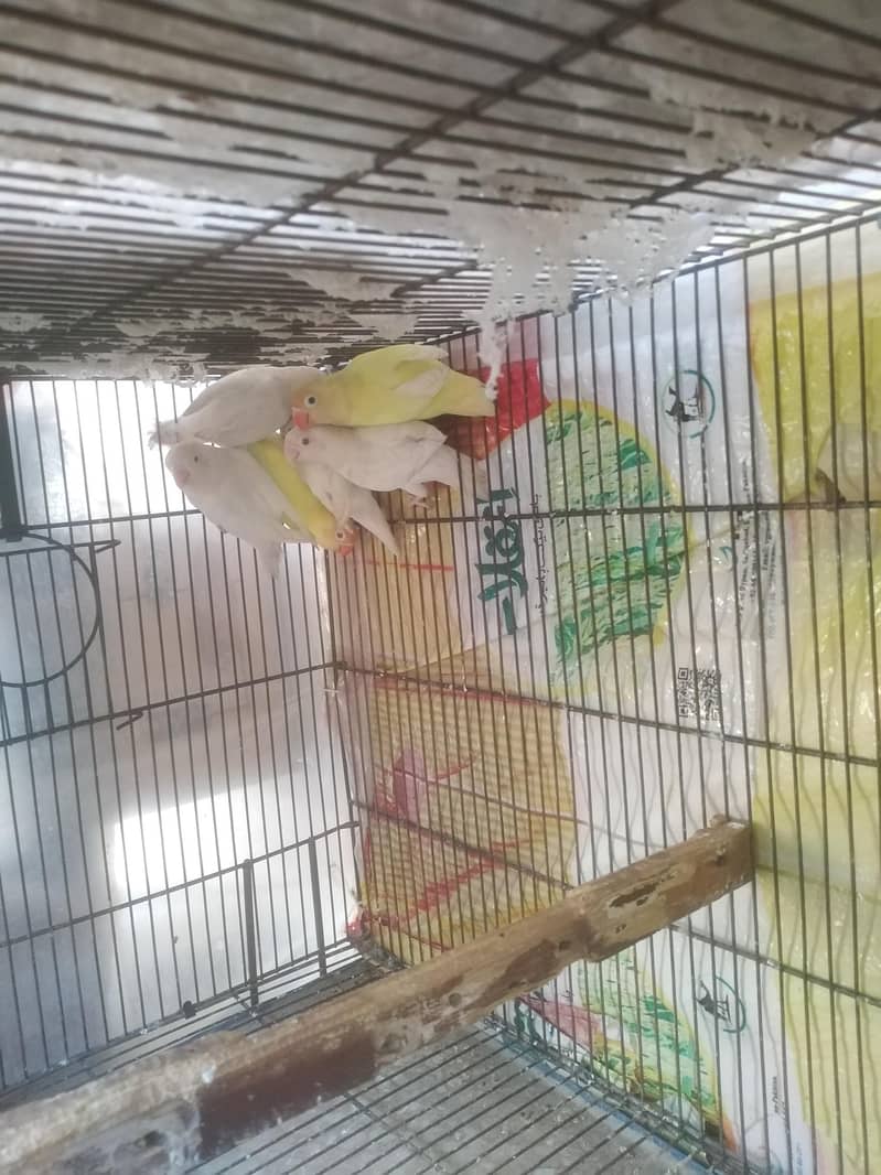 ALBINO RED EYE. CRIMINO RED EYE FOR SALE. . .

                                                            alt=