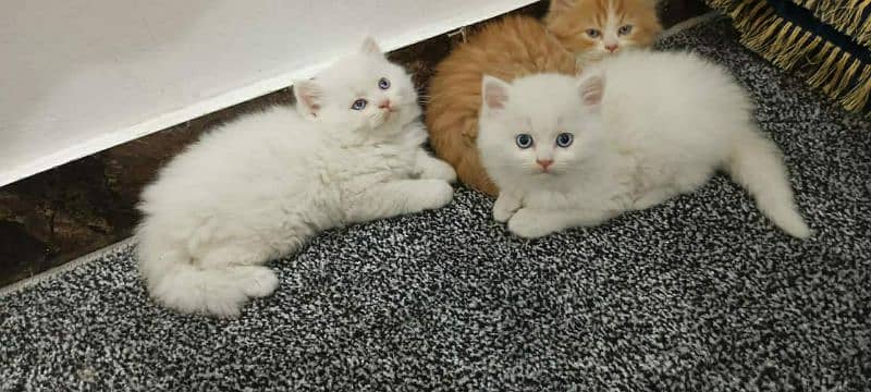 Persian good quality kittens up for sale

                                                            alt=