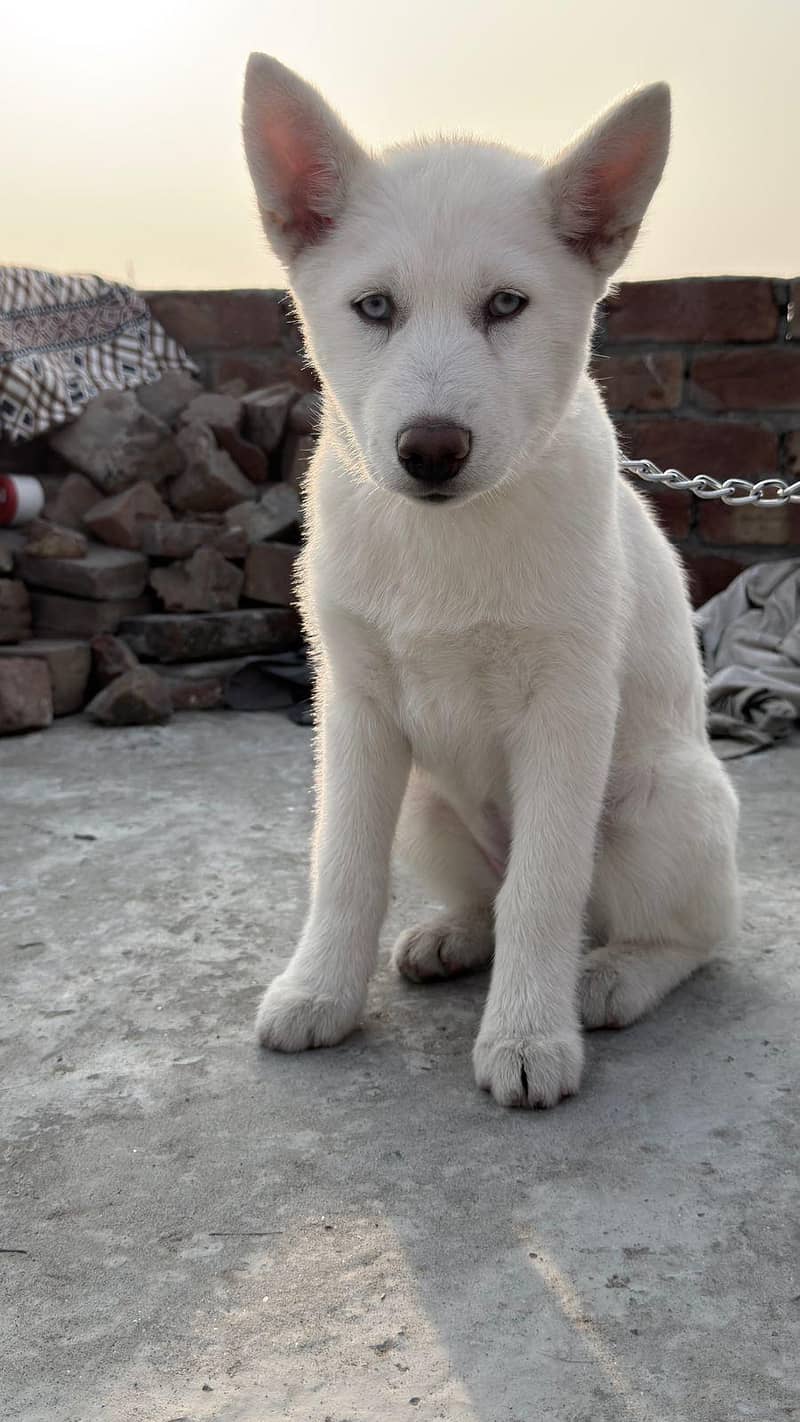 white siberian Husky female

                                                            alt=