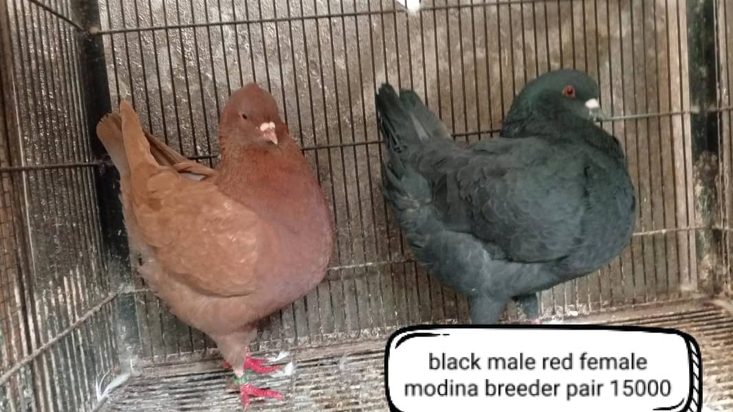 fancy pigeon | kabutar| Jacobin|  frillback saddle | amarican fantail|

                                                            alt=