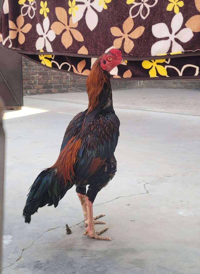 Pure Aseel Mianwali /Turkish Cross/lakha/hen /Murga/quality aseel

                                                            alt=