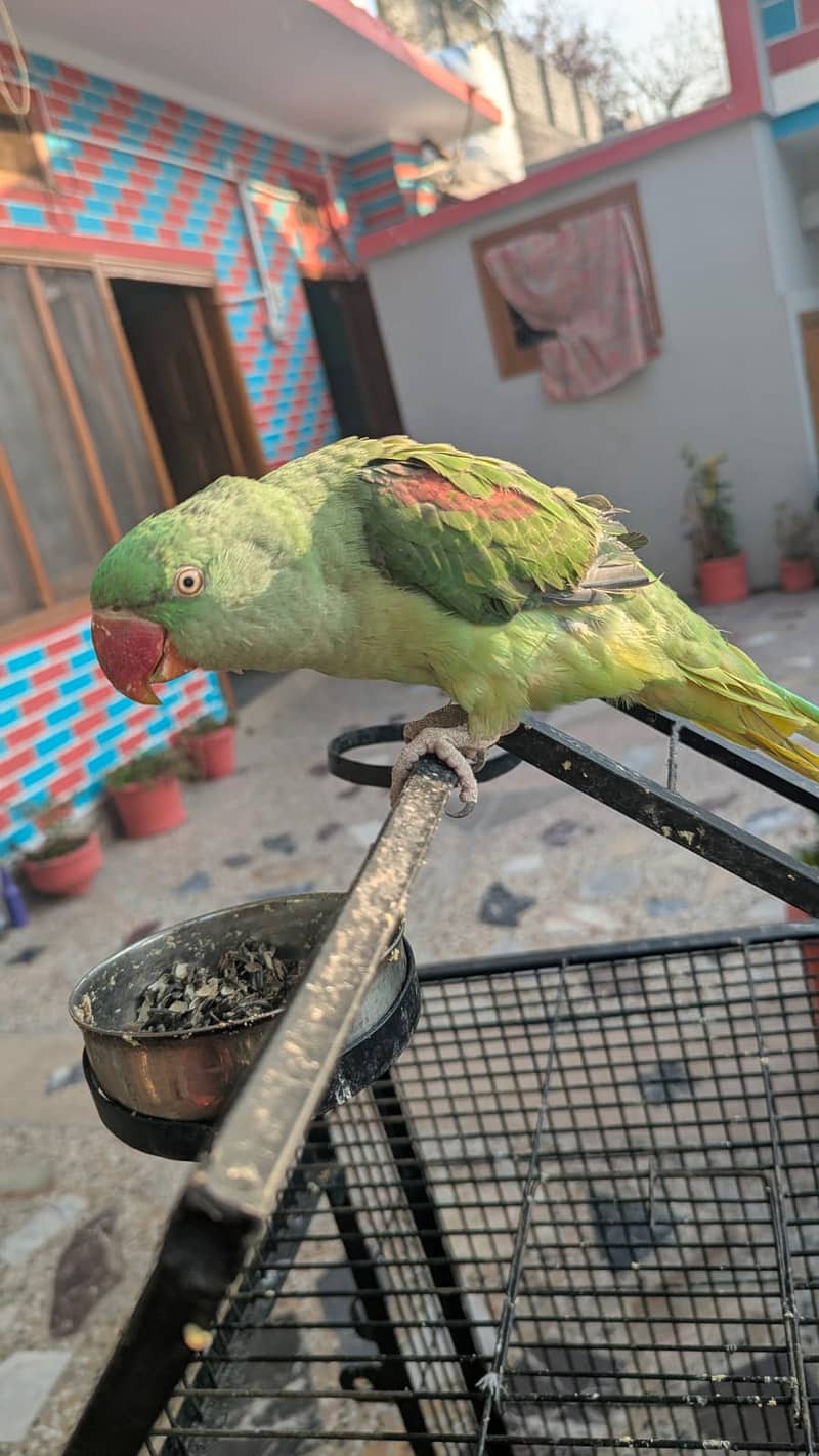 Raw parrots / Hand tame parrots /  Parrots / Talking parrot / طوطا کچ

                                                            alt=