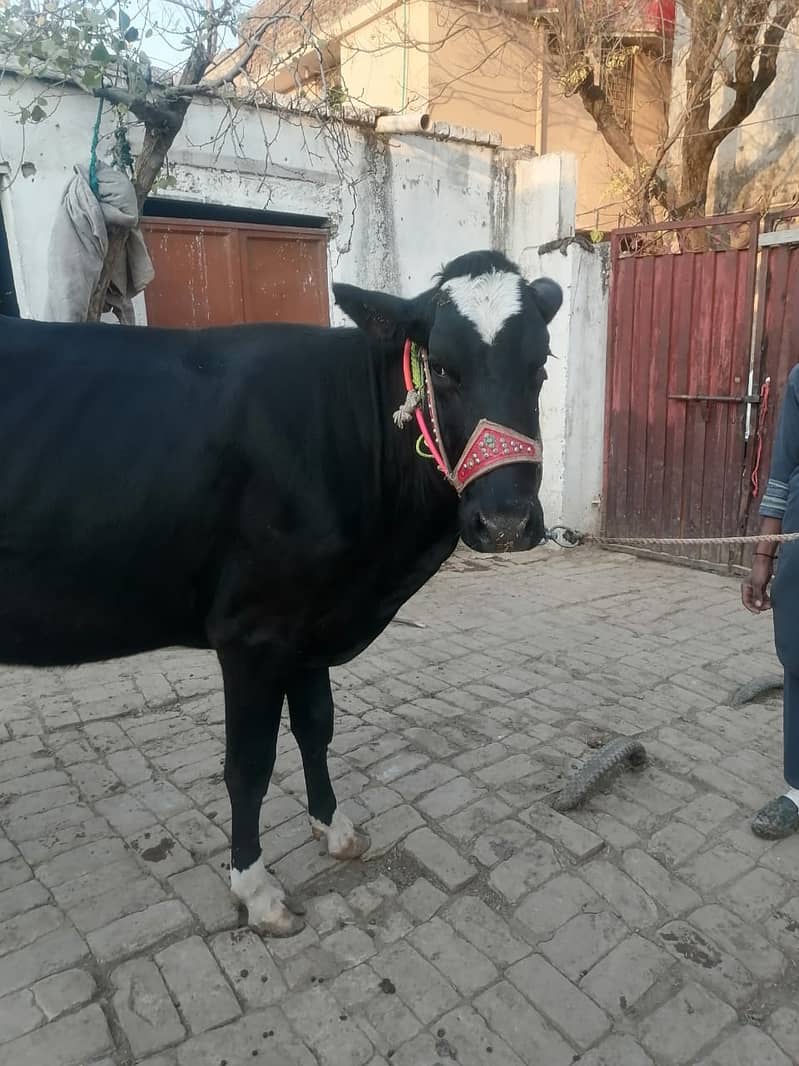 Freezian cow / bull / buffalo for sale

                                                            alt=