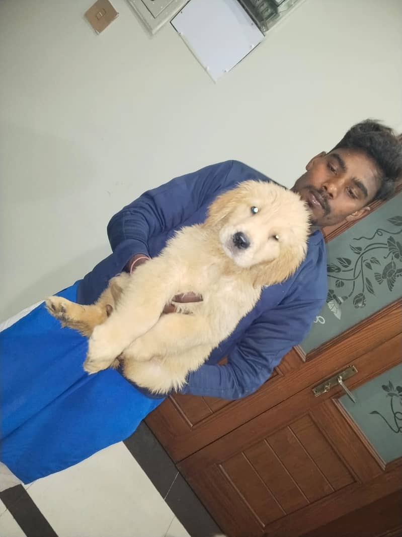 Golden Retriever | Puppies | Golden Retriever Pedigreed For Sale

                                                            alt=