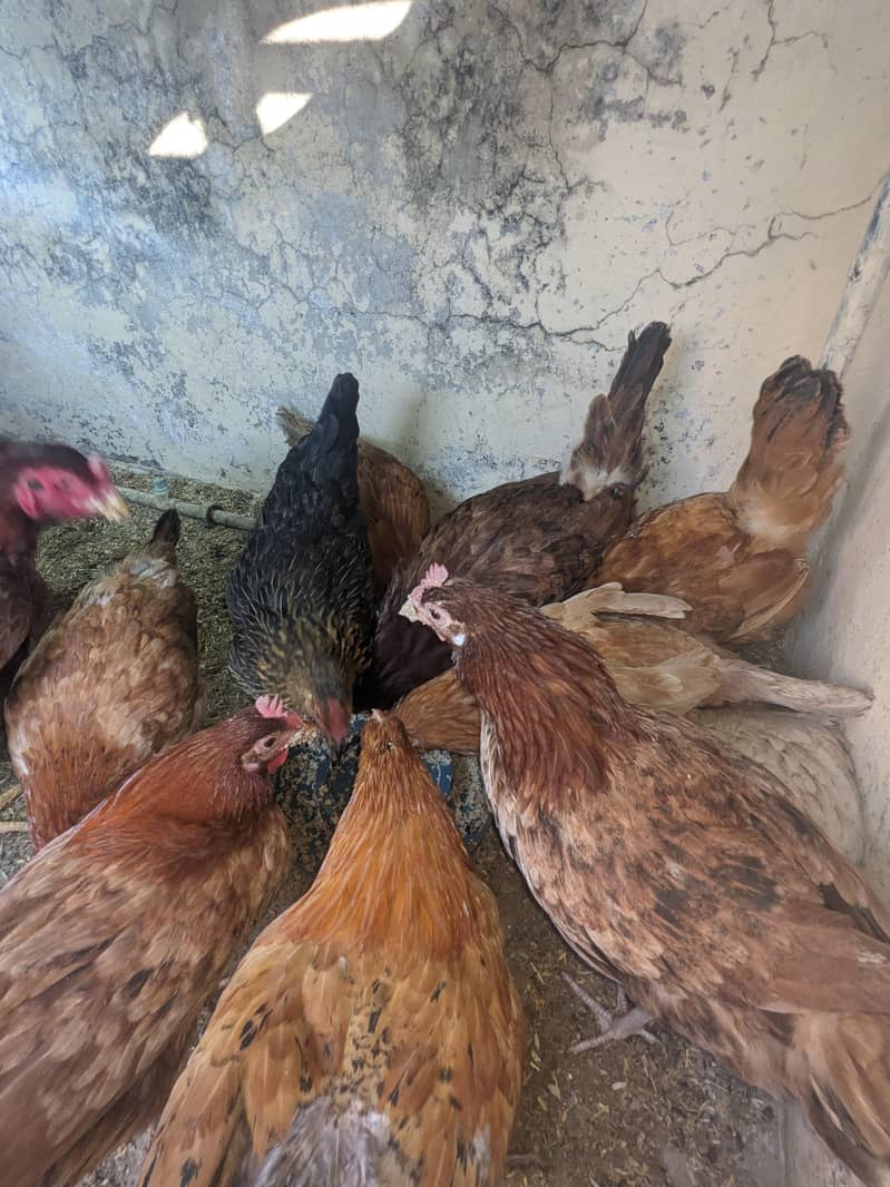 golden misri hens .

                                                            alt=