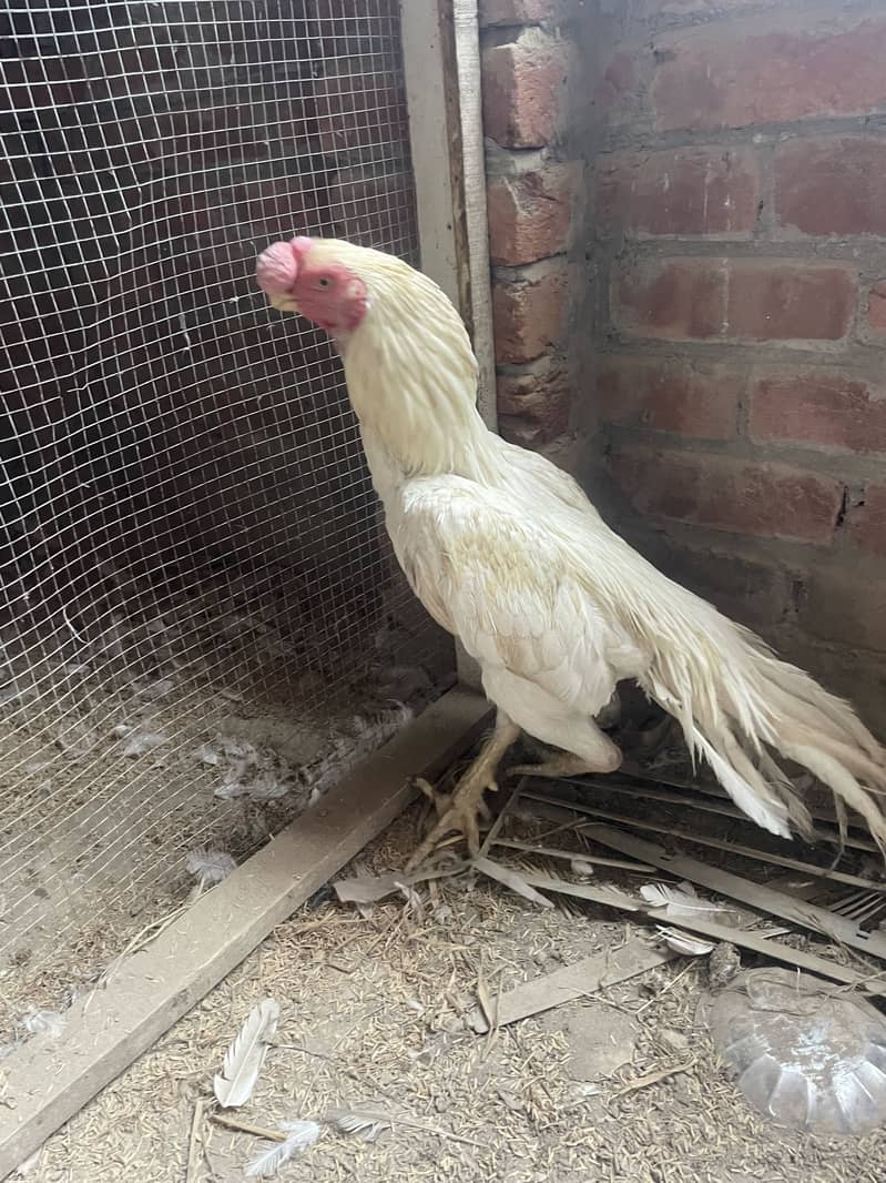 indian parrot beak / aseel shamo /german shamo / hen 03124332254

                                                            alt=