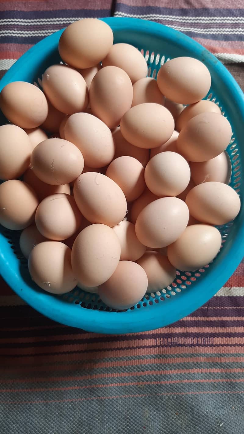 pure desi eggs_Fresh desi eggs_organic desi eggs_wholesale&retail

                                                            alt=