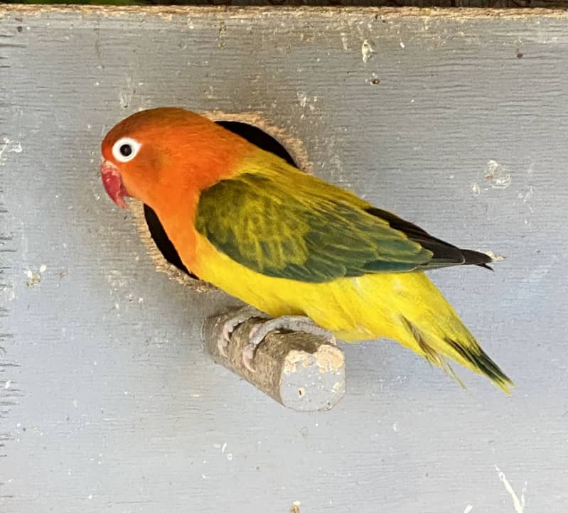 Love Birds

                                                            alt=