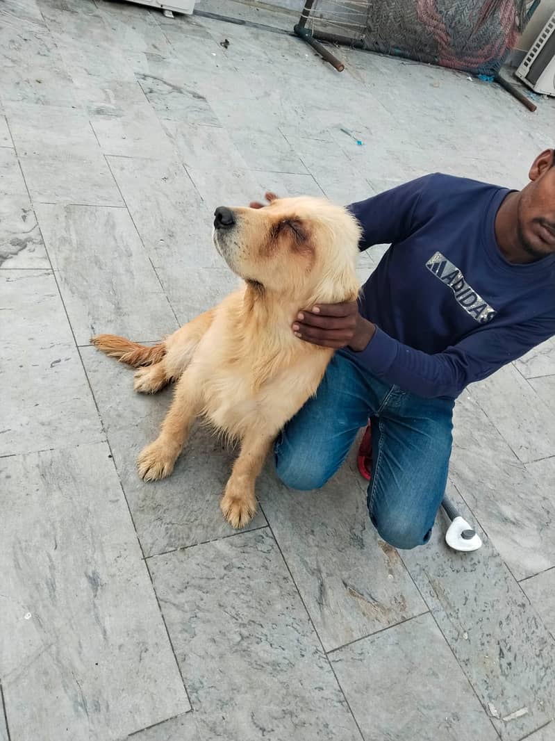 Golden Retriever Dog | pedigreed Golden Retriever Dog For Sale

                                                            alt=