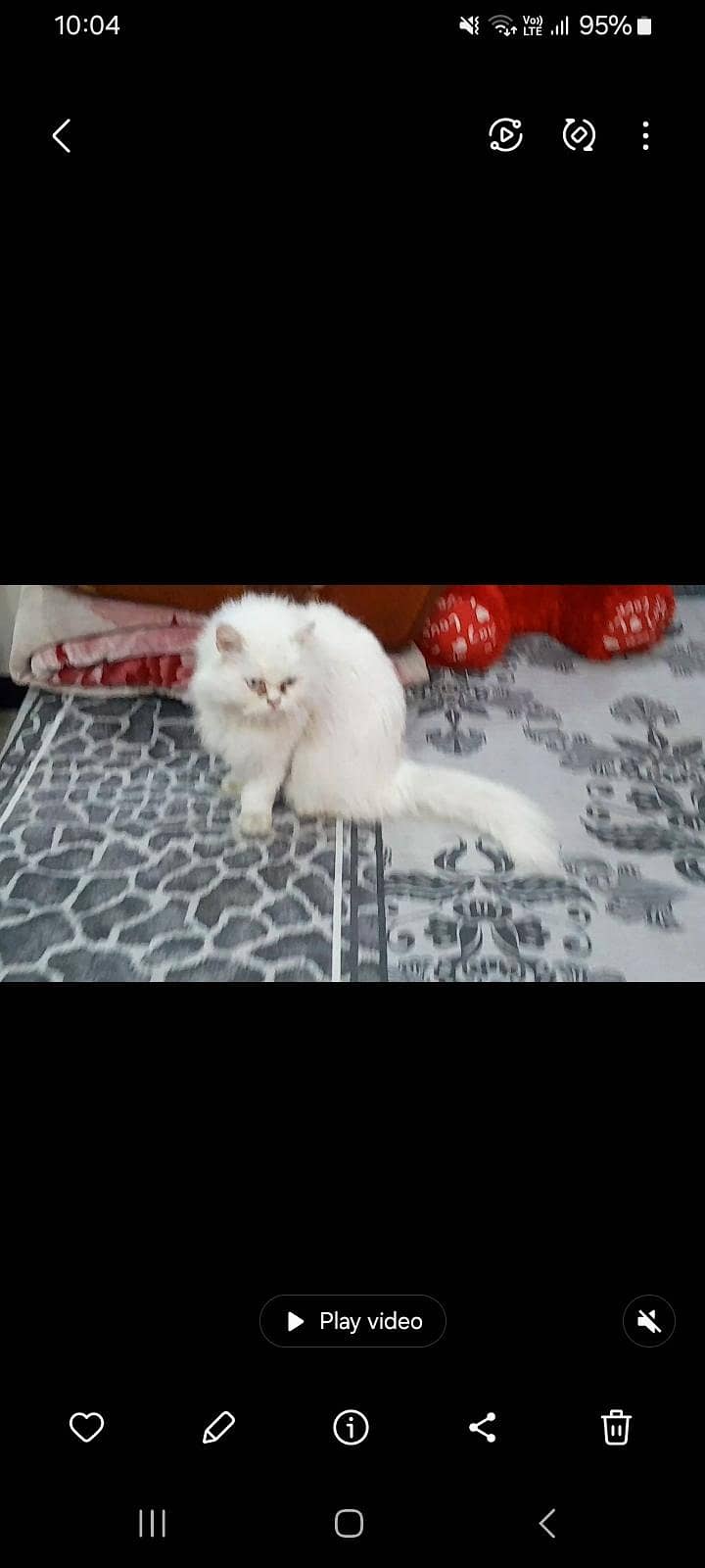 2 females cat are available

                                                            alt=