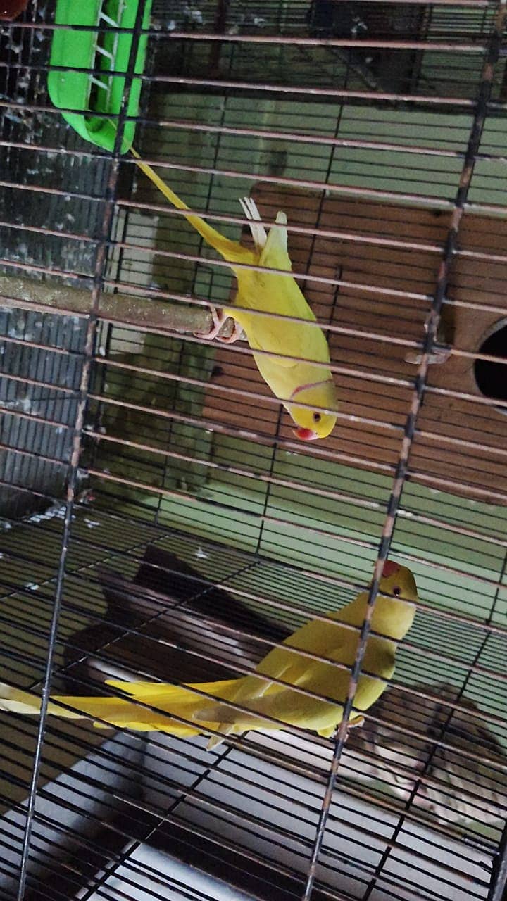 Parrots | Yellow Ringneck | Green ringneck | Lovbirds | Parrots

                                                            alt=