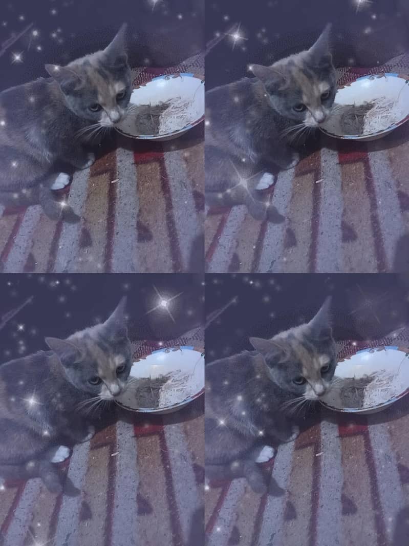 donat, krni ha

                                                            alt=