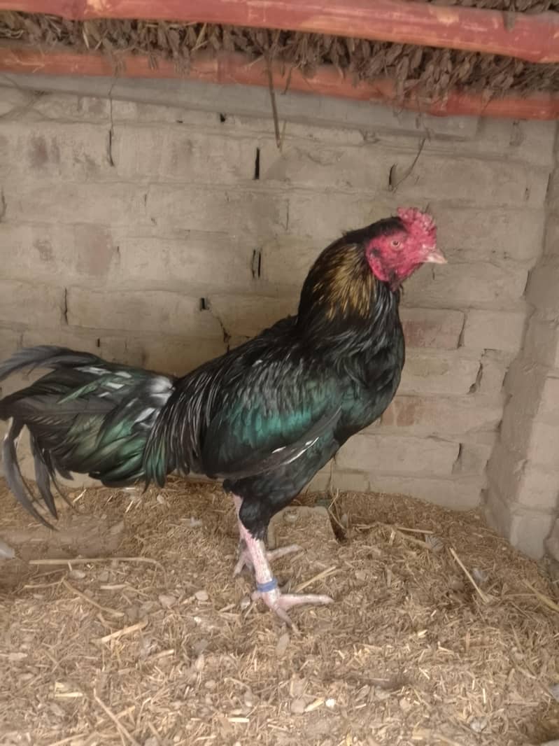 Aseel murgha for sale

                                                            alt=