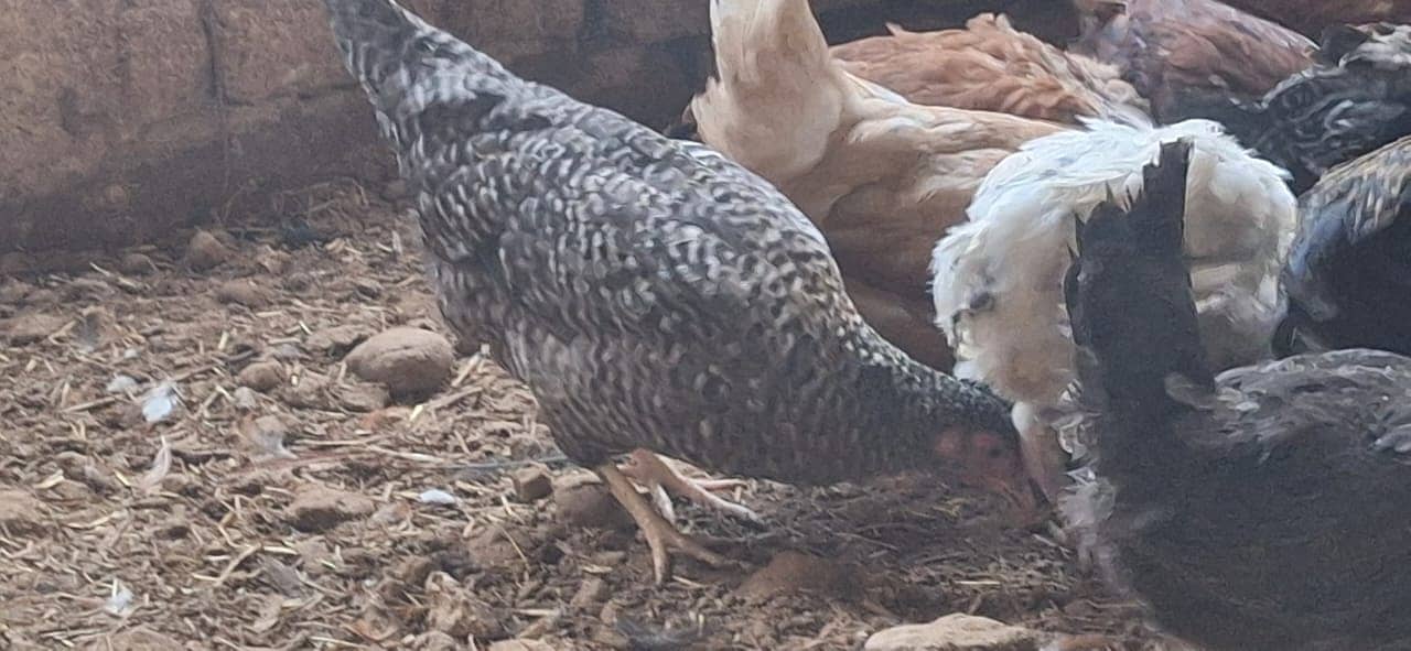 golden misri | desi murghi |misri hens |900 per kg |only bulk quantity

                                                            alt=