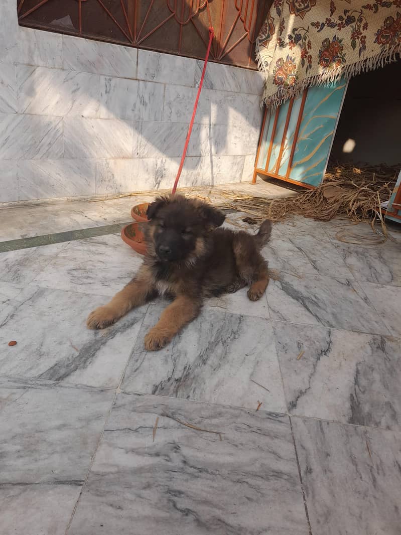 German shepherd long coat

                                                            alt=