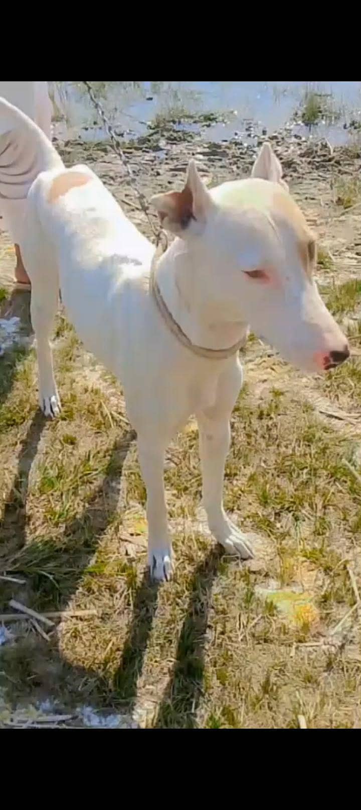 tazi gultair male available for sale

                                                            alt=