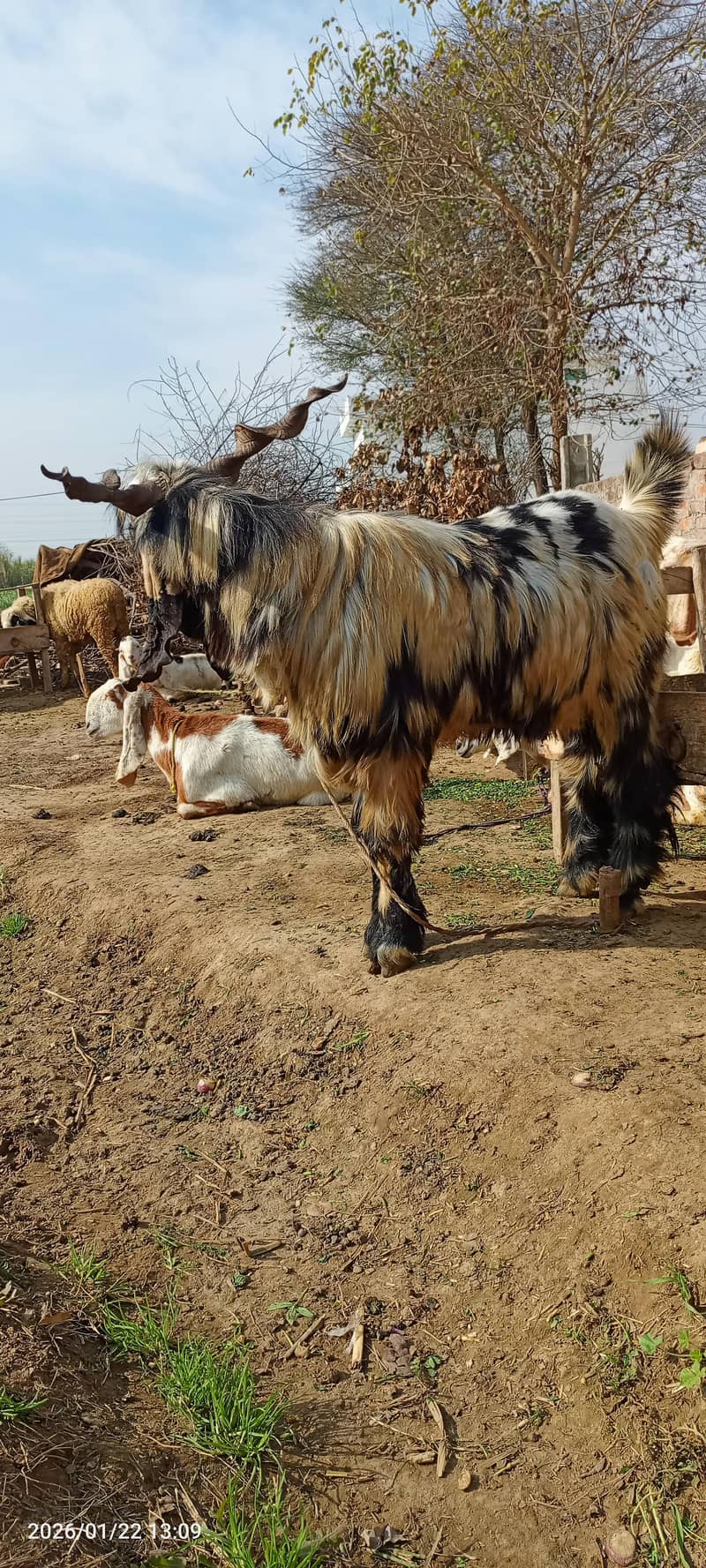 bakra ha big saiz ka ha

                                                            alt=