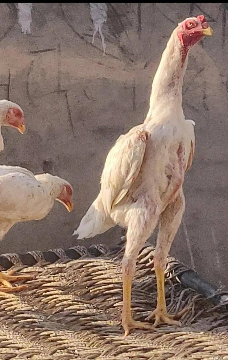 king size shamo /high quality/white shamo/pure aseel shamo egg

                                                            alt=