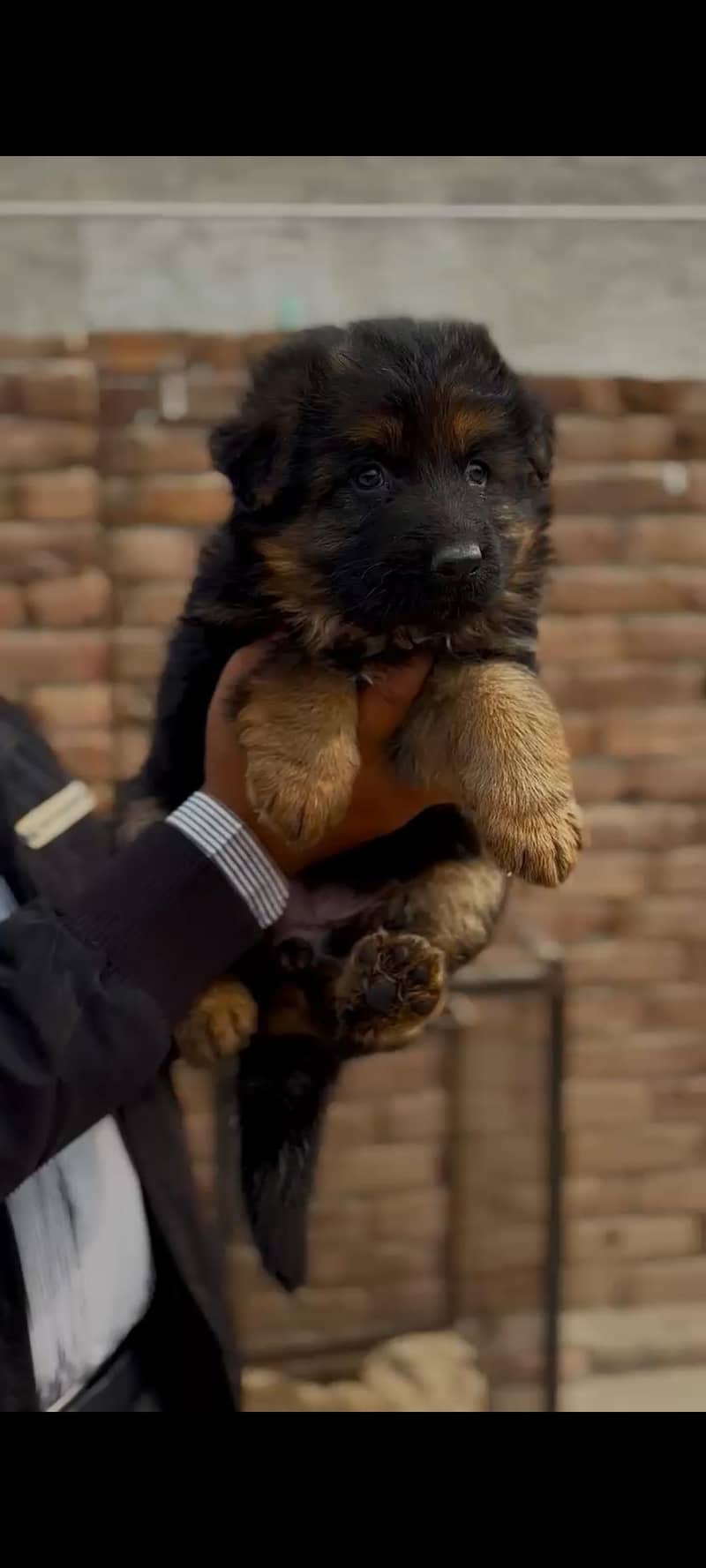 German Shepherd Puppy

                                                            alt=